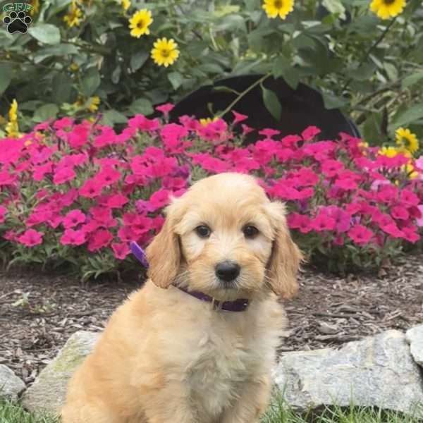 Alvin, Mini Goldendoodle Puppy
