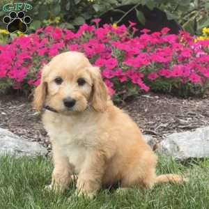 Alvin, Mini Goldendoodle Puppy