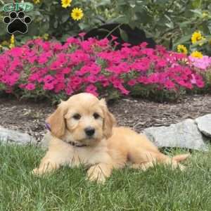 Alvin, Mini Goldendoodle Puppy