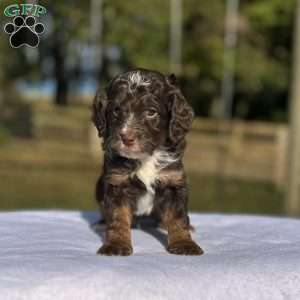 Teddy, Mini Bernedoodle Puppy