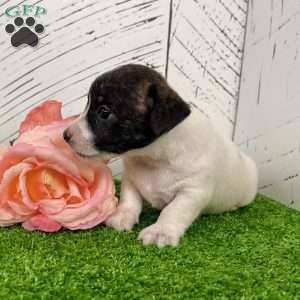Sally, Jack Russell Terrier Puppy