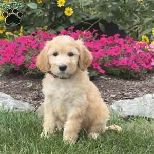 April, Mini Goldendoodle Puppy
