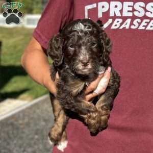 Teddy, Mini Bernedoodle Puppy