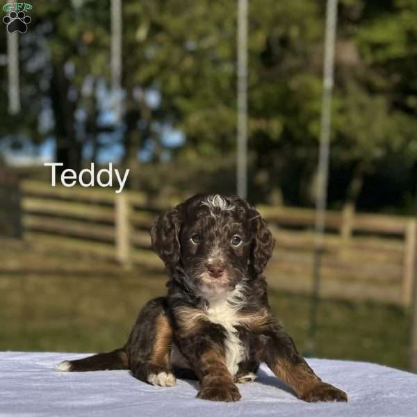 Teddy, Mini Bernedoodle Puppy