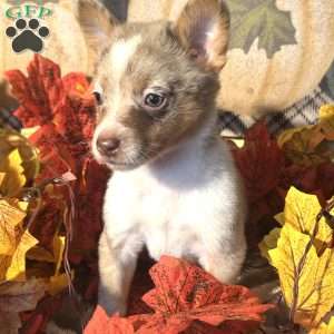 Honey, Australian Shepherd Mix Puppy