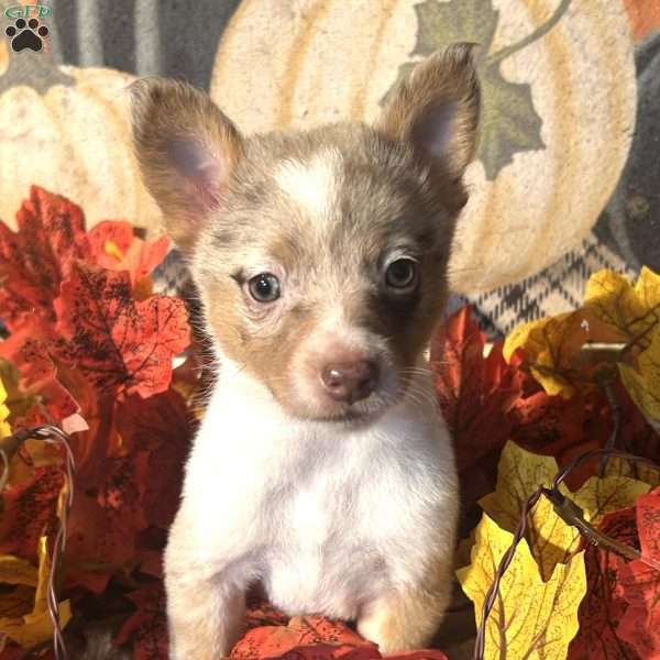 Honey, Australian Shepherd Mix Puppy