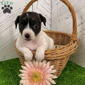 Sally, Jack Russell Terrier Puppy