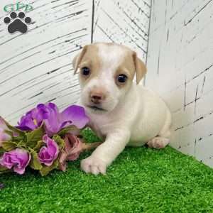 Sweety, Jack Russell Terrier Puppy