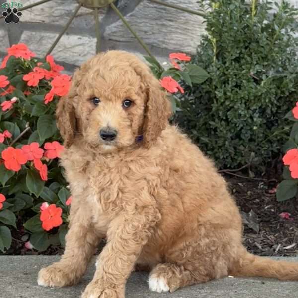 Jax, Goldendoodle Puppy