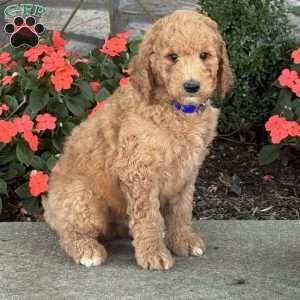 Jax, Goldendoodle Puppy