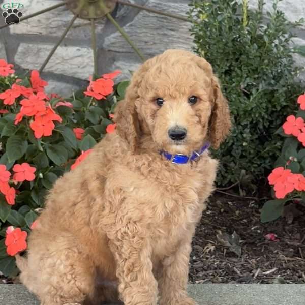 Jasper, Goldendoodle Puppy