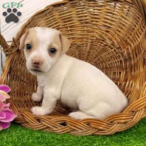 Sweety, Jack Russell Terrier Puppy