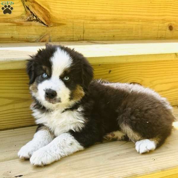 Thunder, Miniature Australian Shepherd Puppy