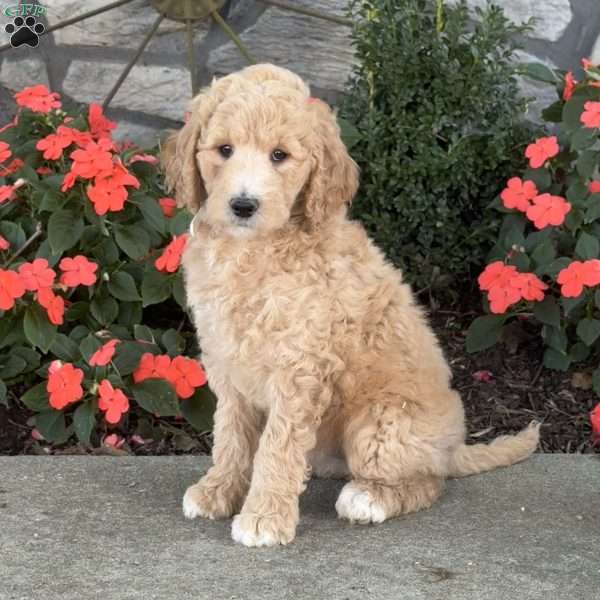Joey, Goldendoodle Puppy