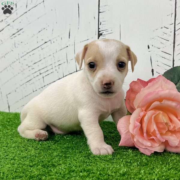 Sweety, Jack Russell Terrier Puppy