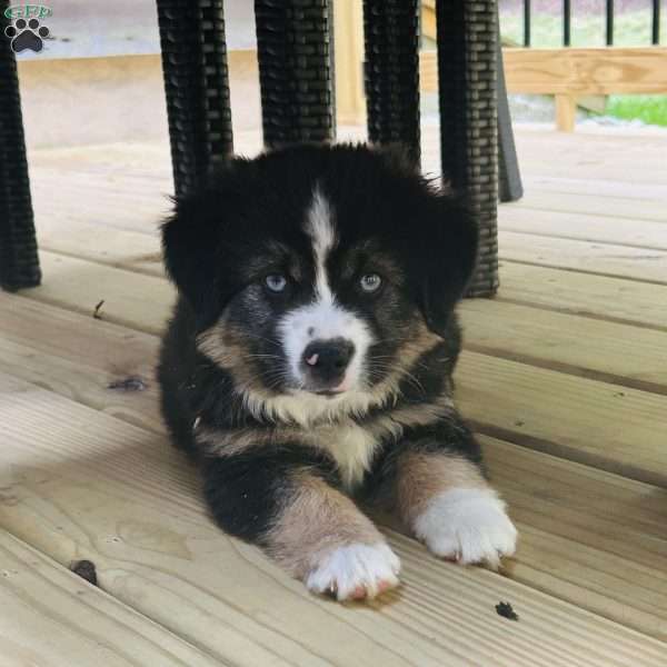 Lightning, Miniature Australian Shepherd Puppy