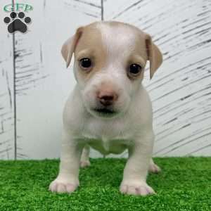 Sweety, Jack Russell Terrier Puppy