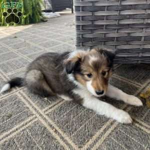 Maxie, Sheltie Puppy