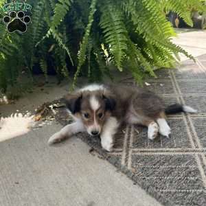 Little P, Sheltie Puppy