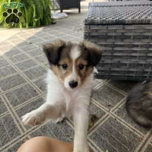 Little P, Sheltie Puppy