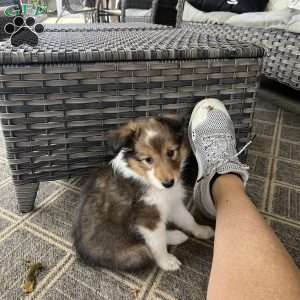 Maxie, Sheltie Puppy