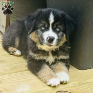 Lightning, Miniature Australian Shepherd Puppy