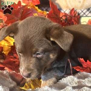 Harriet, Australian Shepherd Mix Puppy