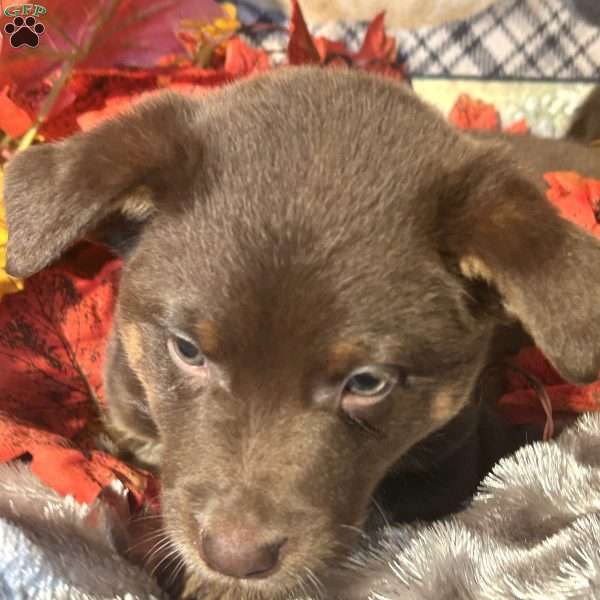 Harriet, Australian Shepherd Mix Puppy