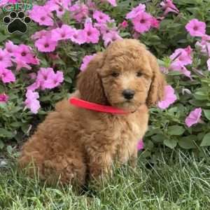 Stella, Mini Labradoodle Puppy