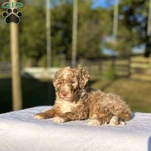 Coco, Mini Bernedoodle Puppy