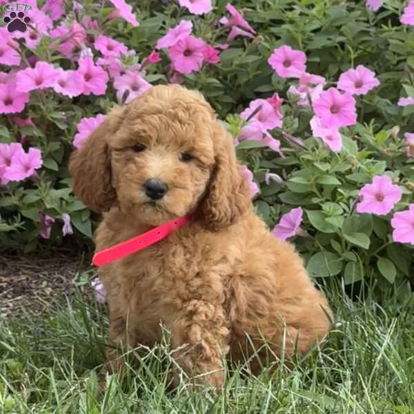 Stella, Mini Labradoodle Puppy