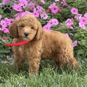 Stella, Mini Labradoodle Puppy