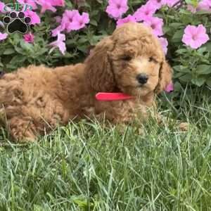 Stella, Mini Labradoodle Puppy
