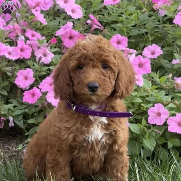Sugar, Mini Labradoodle Puppy
