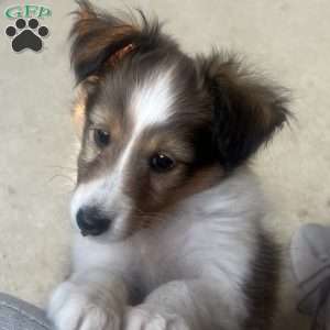 Little P, Sheltie Puppy