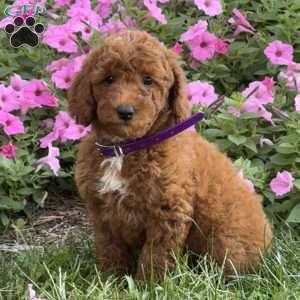 Sugar, Mini Labradoodle Puppy