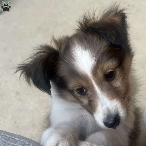 Little P, Sheltie Puppy