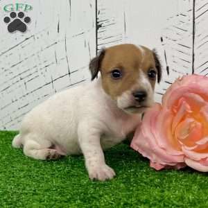 Sassy, Jack Russell Terrier Puppy