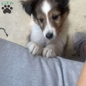 Little P, Sheltie Puppy