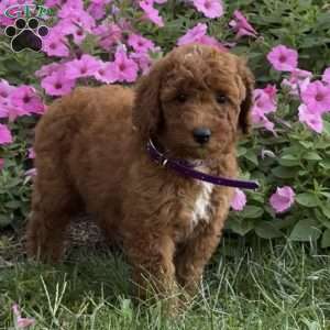 Sugar, Mini Labradoodle Puppy