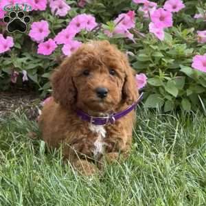 Sugar, Mini Labradoodle Puppy