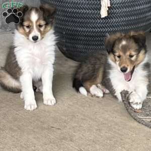 Little P, Sheltie Puppy