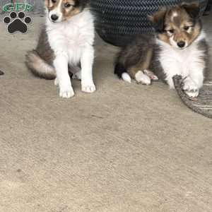 Maxie, Sheltie Puppy