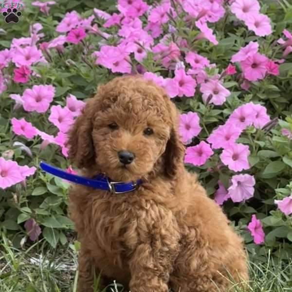 Shaggy, Mini Labradoodle Puppy