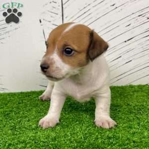Sassy, Jack Russell Terrier Puppy