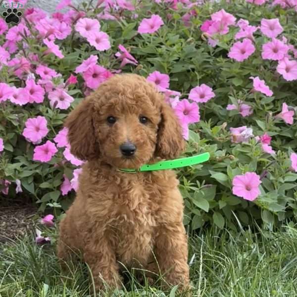 Scooter, Mini Labradoodle Puppy