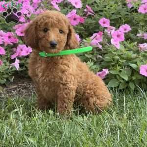 Scooter, Mini Labradoodle Puppy