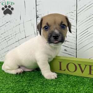 Shadow, Jack Russell Terrier Puppy