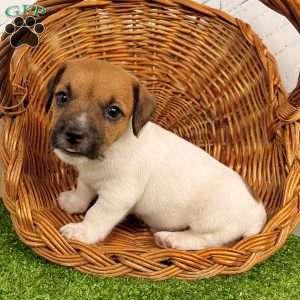Shadow, Jack Russell Terrier Puppy