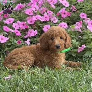 Scooter, Mini Labradoodle Puppy
